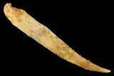 Fossil Shark (Hybodus) Dorsal Spine - Morocco #145376-1